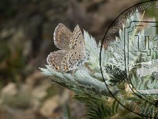 Голубянка Замотайлова 001